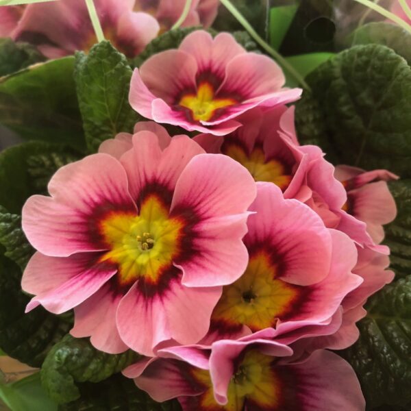 PRIMULA ROSA/CERIS x12