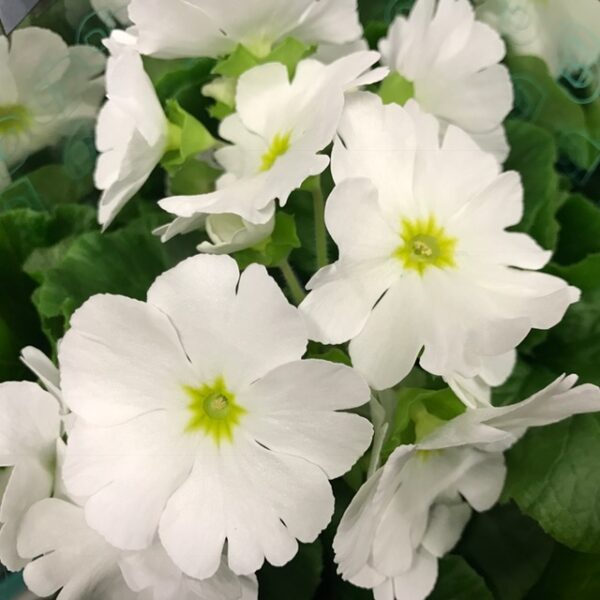 PRIMULA OBCONICA TOUCH ME VIT x8