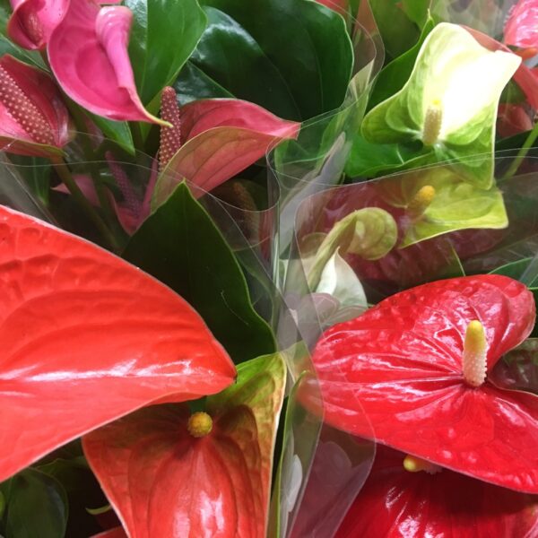 ANTHURIUM MIX K:12CM x10