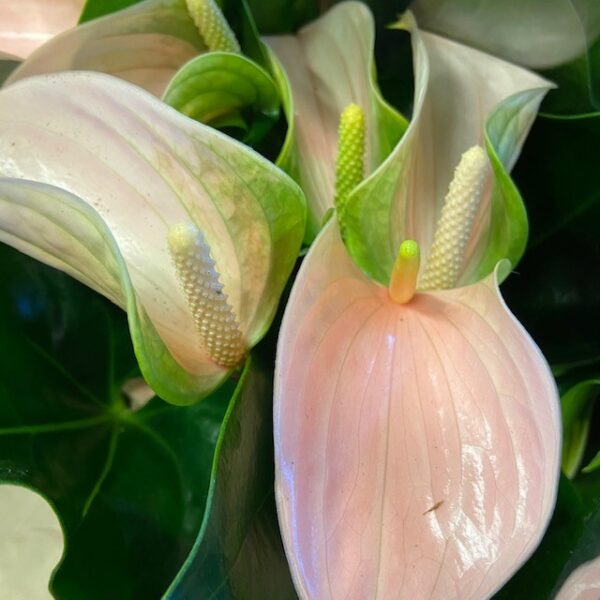 ANTHURIUM JOLI PEACH K:12CM x6