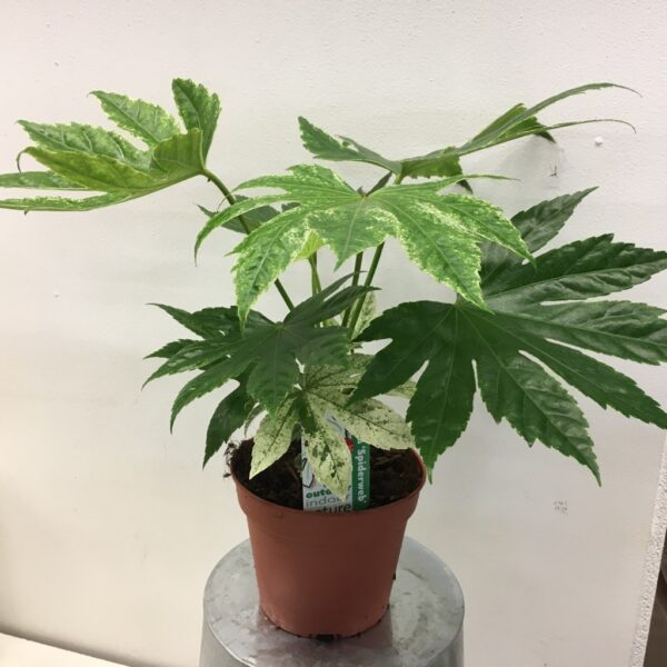 ARALIA KRUKA BROKIG K:14CM x8