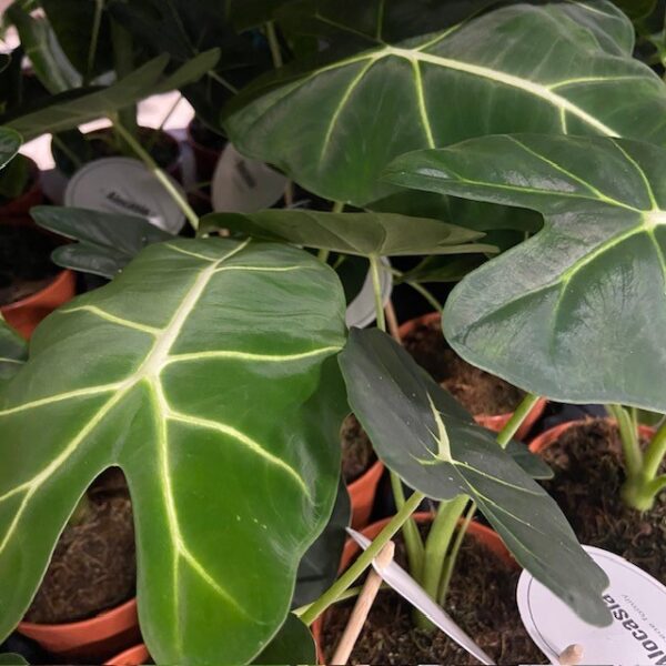 ALOCASIA FRYDEK KOMPAKT K:12CM