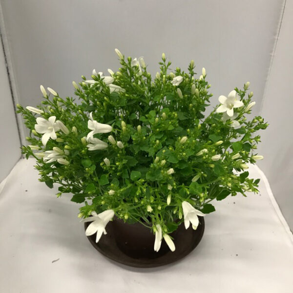 CAMPANULA GET MEE VIT K:10,5CM x8