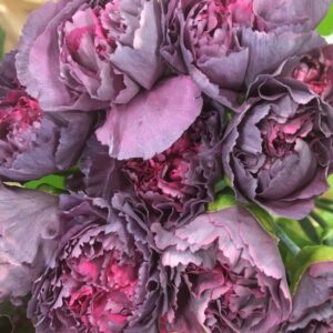 NEJLIKA HYPNOSIS 2-F LILA