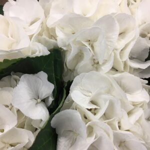 HORTENSIA SNITT VIT