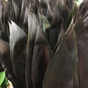 BLACK TIE CORDYLINE/BUNT