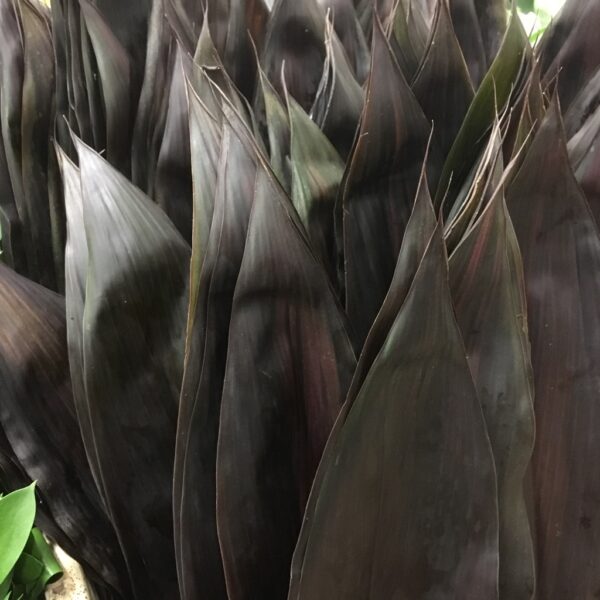 BLACK TIE CORDYLINE/BUNT