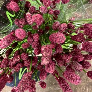 DEKORGRÄS SANGUISORBA RED DREAM