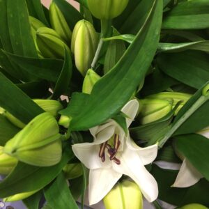 LILJA ORIENTAL VIT