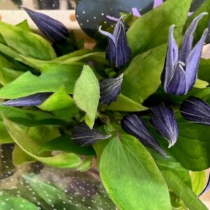 CLEMATIS SNITT AMAZING OSLO BLÅ