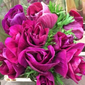 ANEMON MISTRAL CERISE