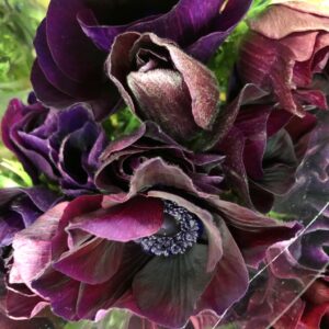 ANEMON MISTRAL BORDEAUX