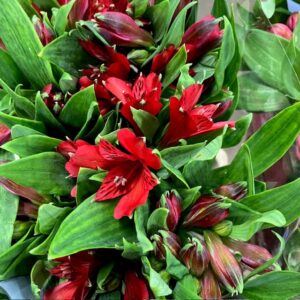 ALSTROMERIA NOIZE RÖD NL