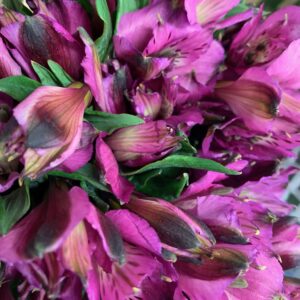 ALSTROMERIA CHARMELIA LILA