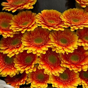 GERMINI ARIBA 2-F GUL-ORANGE