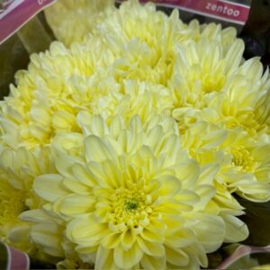 KRYSS BALTICA CREME