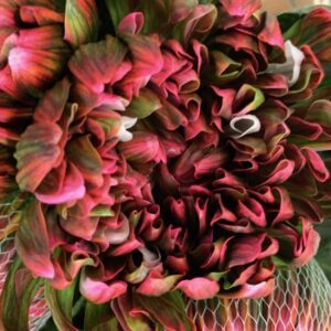 KRYSS BL ANTONOV FÄRGAD /TROPICANA/HORTENSIA