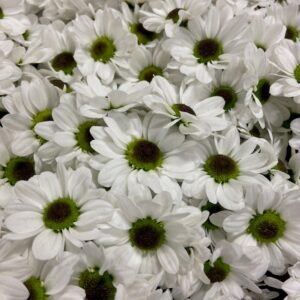 SANTINI YIN YANG VIT