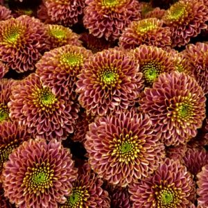 SANTINI DORIA CHERRY CORAL/BRUN