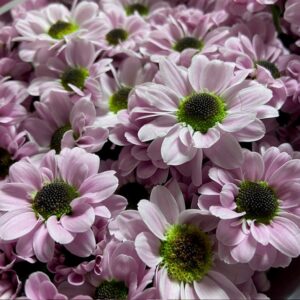 SANTINI YIN YANG ROSA