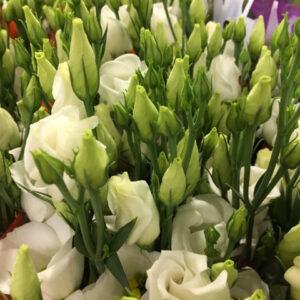 LISIANTHUS ENKEL VIT