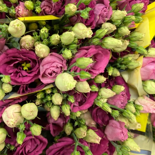 LISIANTHUS DUBBEL ROSITA RED