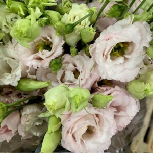 LISIANTHUS DUBBEL ROSA CHACCONE