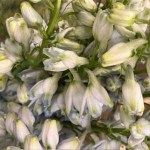 DELPHINIUM GUARDIAN LAVENDEL