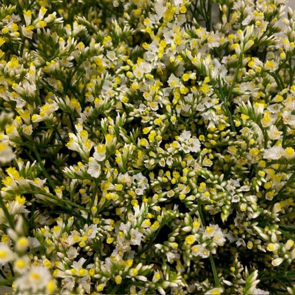 LIMONIUM CHINA WHITE KE 60 x25