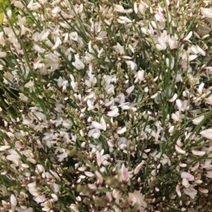 GINST VIT 400GR/BUNT