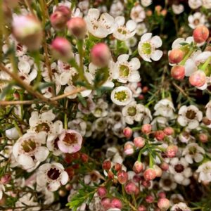 WAXBLOMMA VIT ELLA 70CM