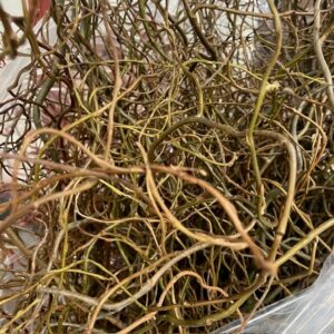 SALIX KRONKELWILG 120-150 CM BUNT