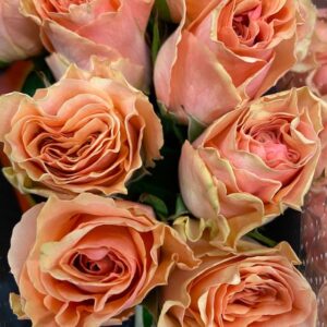 ROS VERONA ROSA/APRIKOS 60CM KE