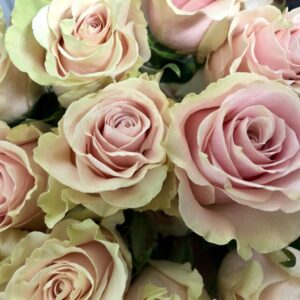 ROS PINK MONDIAL LJ-ROSA 60CM