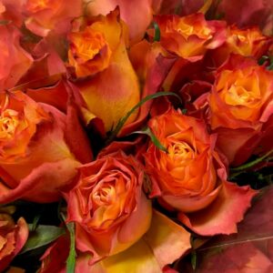 ROS 10-P WILD FOX 2-F ORANGE 40CM