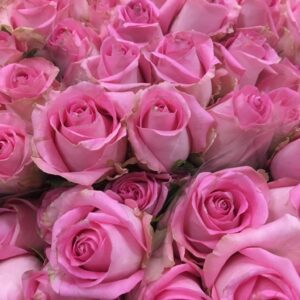 ROS 10-P REVIVAL ROSA