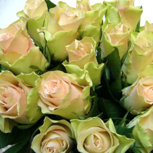 ROS 10-P LABELLE ROSA/LIME