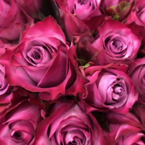 ROS 10-P DEEP PURPLE LILA 40CM KE