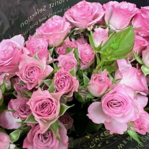 ROS KVIST ROWENA ROSA