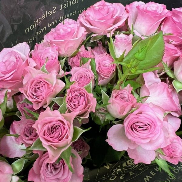 ROS KVIST ROWENA ROSA
