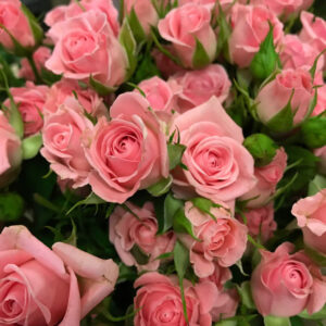 ROS KVIST ODILIA ROSA 60CM KE