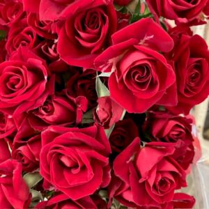 ROS KVIST DOMINICA MÖRKRÖD