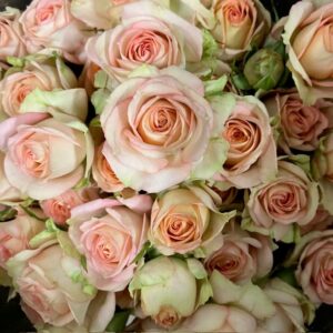 ROS KVIST AZORE ROSA/APRIKOS