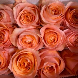 ROS CORAL REEF  APRIKOS ECU 50-60CM