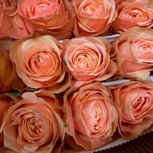 ROS KAHALA APRIKOS ECU 60CM