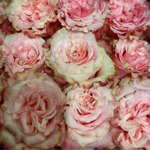 ROS ESPERANCE ROSA ECU 50-60CM