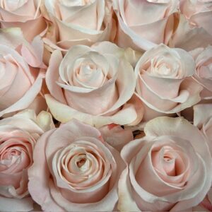 ROS POMAROSA ROSA KE/ECU 50-60CM