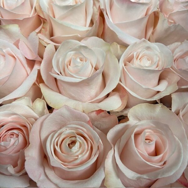 ROS POMAROSA ROSA KE/ECU 50-60CM