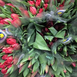 TULPAN 10-P FRILLESÅS RÖD x25