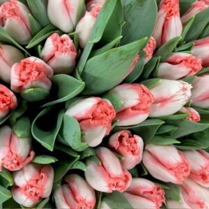 TULPAN LINGERIE FRANSIG ROSA COAS